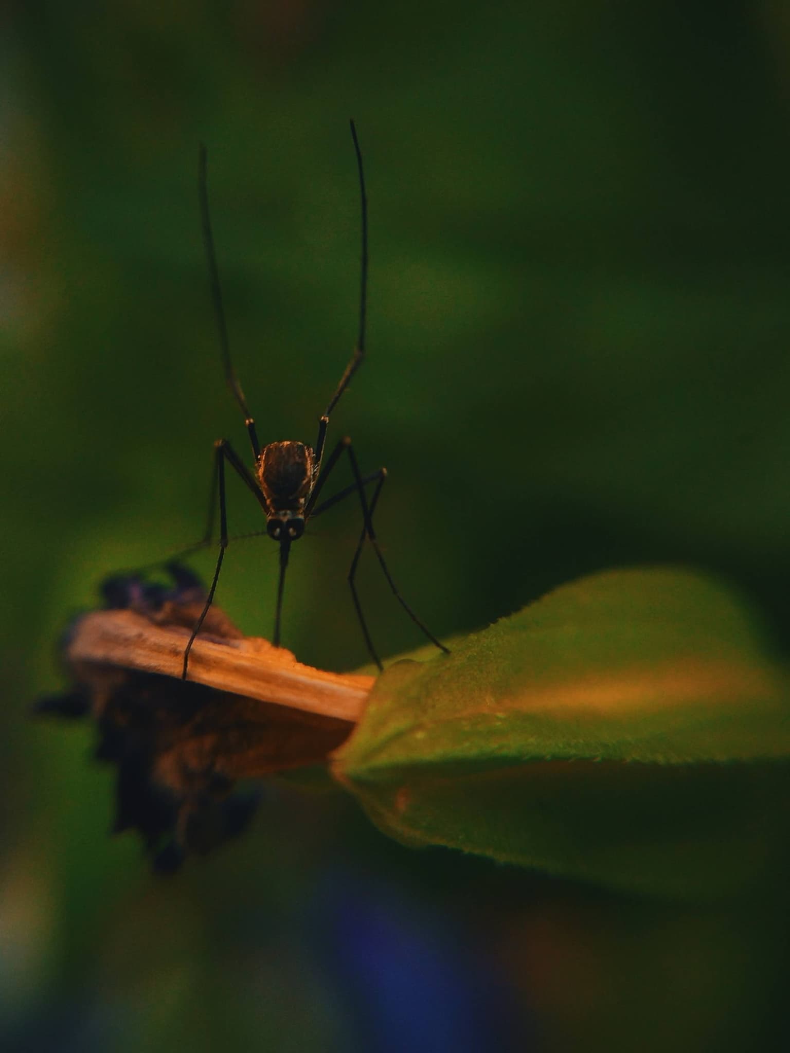 Malaria - Cauze, simptome, diagnostic