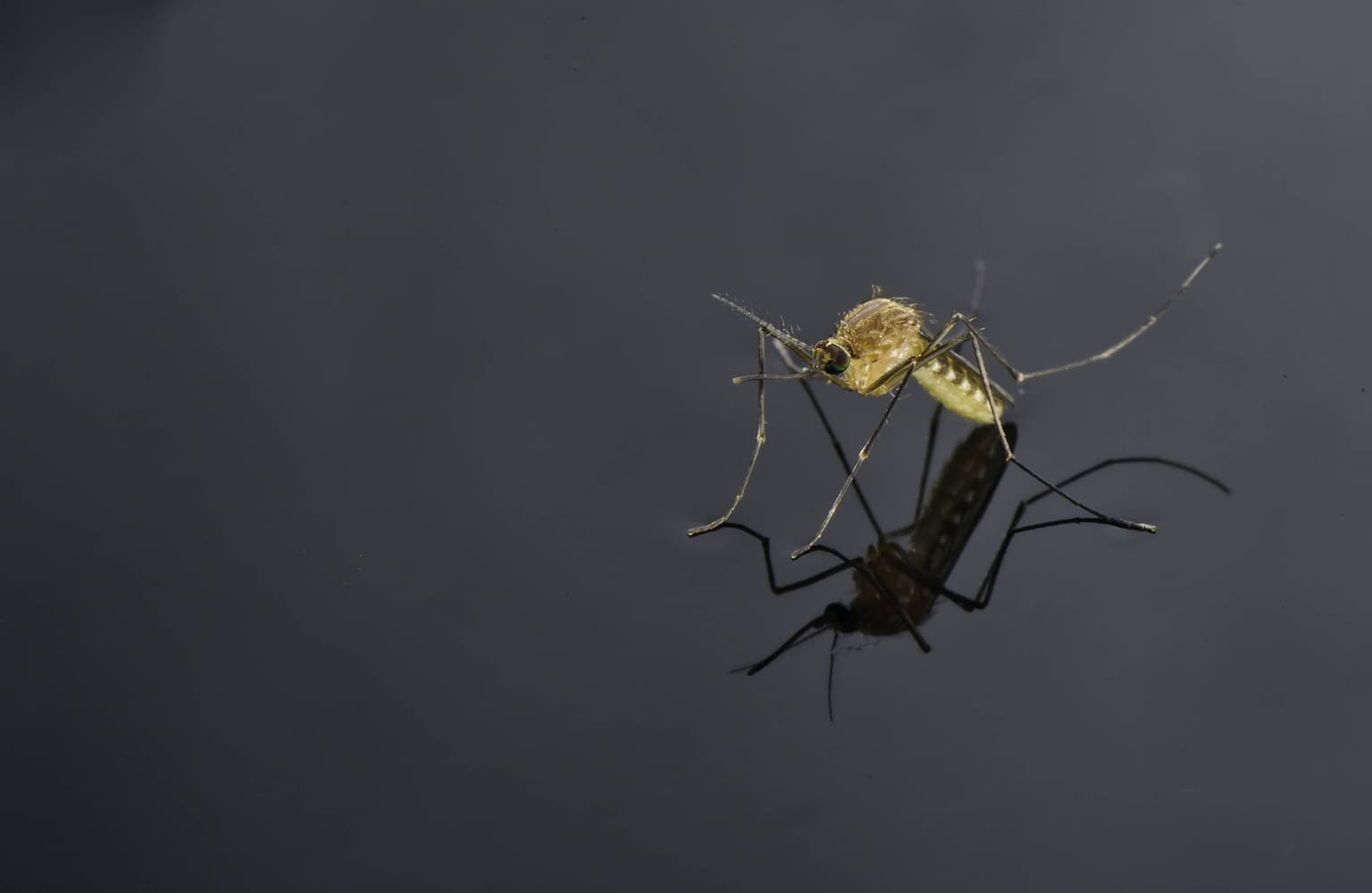 Virusul West-Nile: informații generale și analize medicale