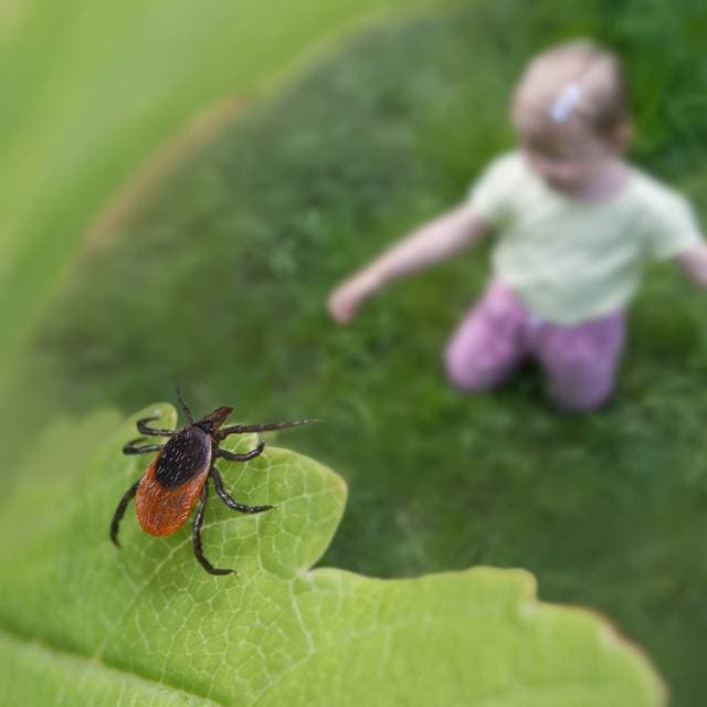 Neuroborelioza: complicația neurologică a bolii Lyme