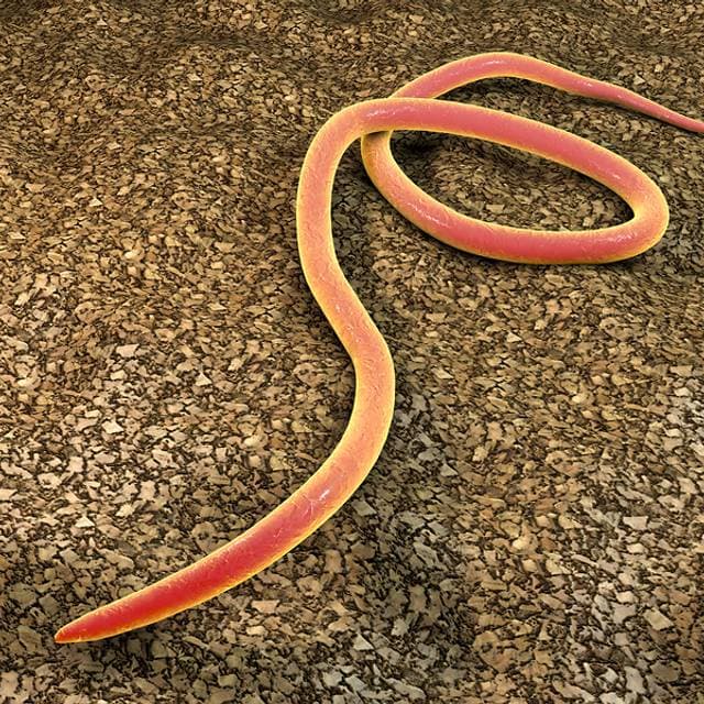 Nematode - Generalități