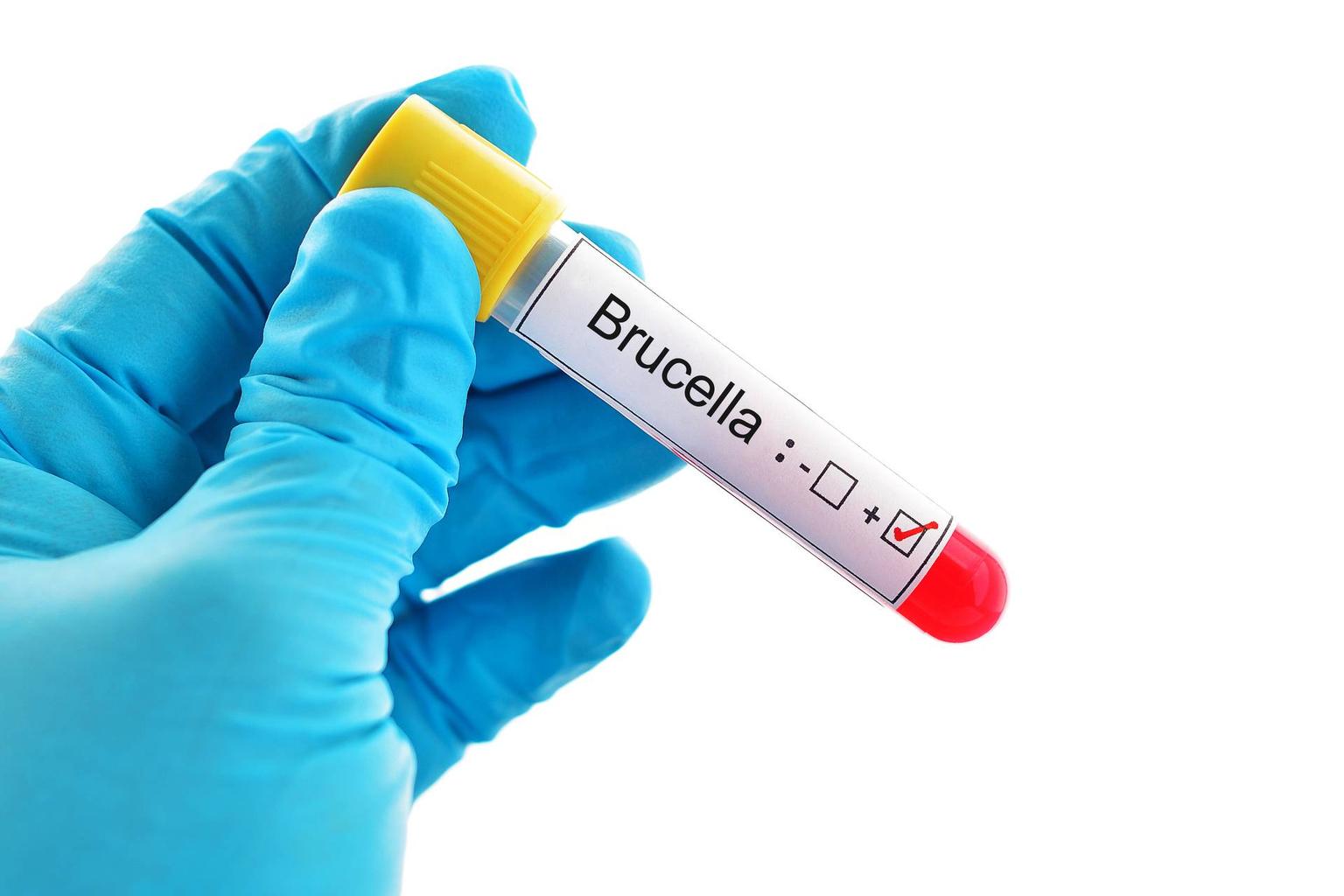 Ce este Bruceloza? Transmitere, simptome, tratament