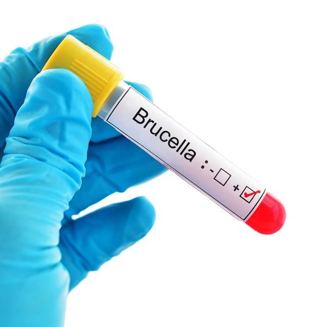 Ce este Bruceloza? Transmitere, simptome, tratament