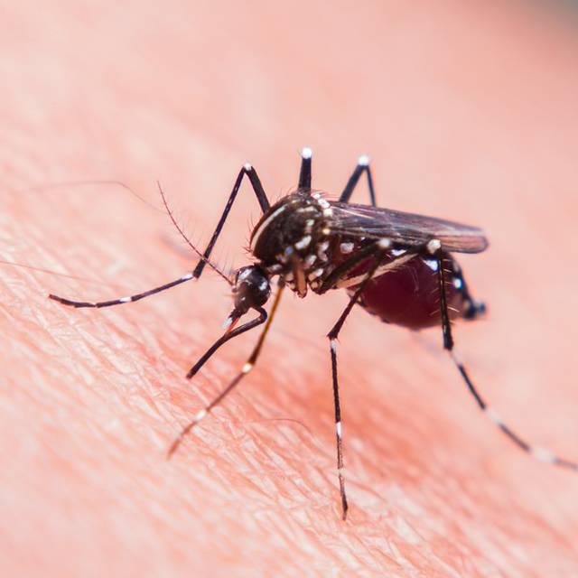 Analize medicale - febra (boala) Dengue